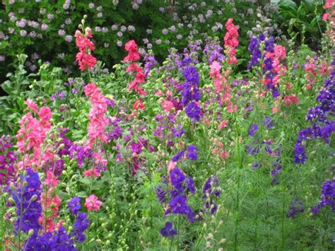 A cottage garden is less expensive than its more formal counterparts: How to Grow Larkspur, a Cottage Garden Favorite | Dengarden