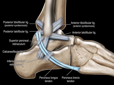 The Radiology Assistant Ankle Mri Examination