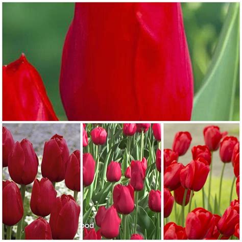 Tulip Bulbs Kingsblood Single Late Great For Bouquets Tulip Bulbs