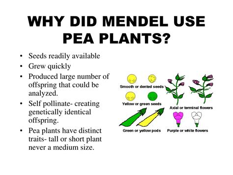 Why Did Mendel Use Pea Plants In His Experiments Plant Ideas
