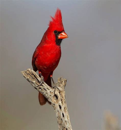 Northern Cardinal Cardinalis Cardinalis In Arizona Usa By Dennis