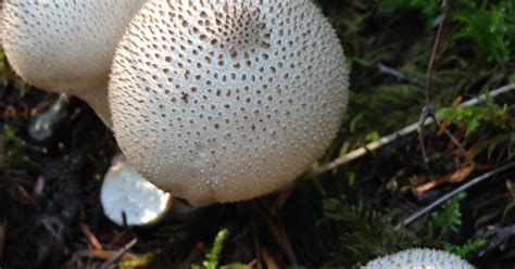 What mushrooms popping up in lawns means