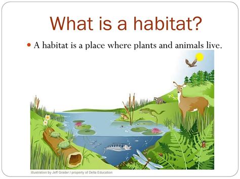 Science Definition Of Habitat Definition Klw
