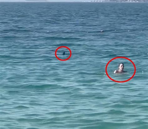 Shark Stalks Swimmers From Just Metres Away In Dubai Sea World News Metro News