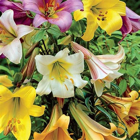 Brecks Trumpet Lily Bulbs 10 Pack 01460 The Home Depot Bulb