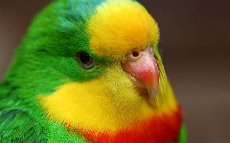 Parrot Parrots Bird Bird Cute Pet Birds Beautiful