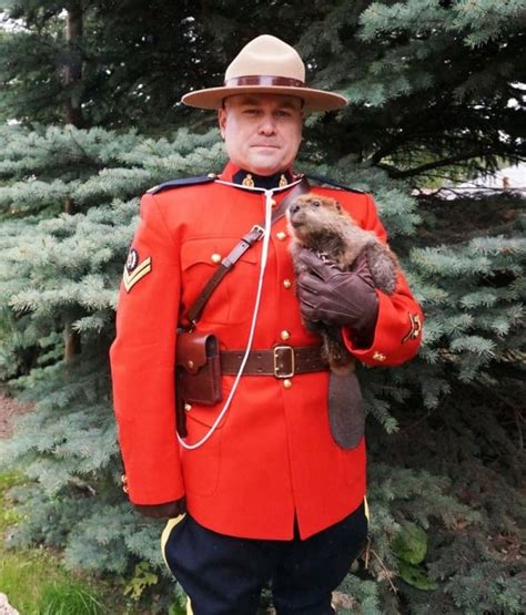 Happy Canada Day Here S A Mountie Holding A Beaver R Protectandserve