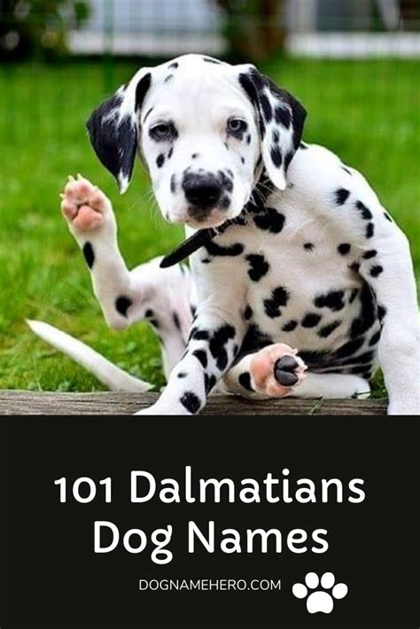 101 Dalmatians Dog Names All 101 Puppies Names Dog Name Hero
