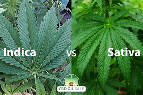 Are the distinctions between an indica and a sativa actually true? Indica vs Sativa - Differences Between The Two Major Strains