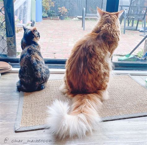 Comparing Maine Coon And Standard Sized Cat Poc