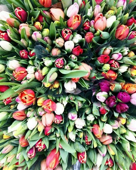 Pinterest Littlemillelemos с изображениями Тюльпаны