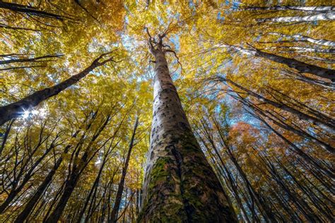 Awe Inspiring Photographs Depict The Stunning Beauty Of The Forest From