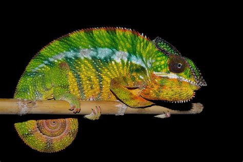 Chameleons Color Changing Secrets Unveiled
