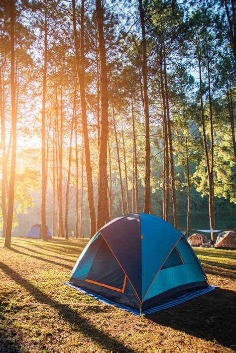 Camping And Tent Under The Pine Forest In Sunset At Pang Ung Stock