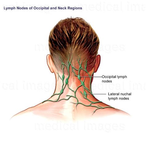 Back Of Neck Anatomy Lymph Fileneurovasculature And Lymph Nodes Of