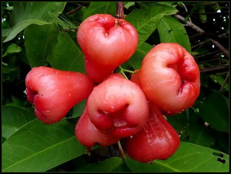 Health Benefits Of Rose Apples