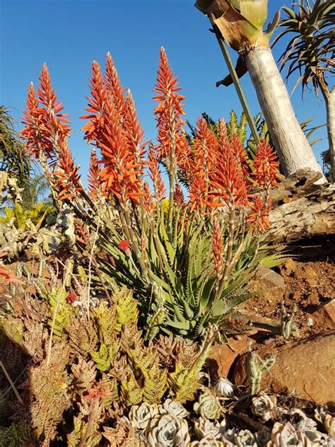 Aloe Hybrid In Flower Johans Hybrids July 2018 Nature Photography