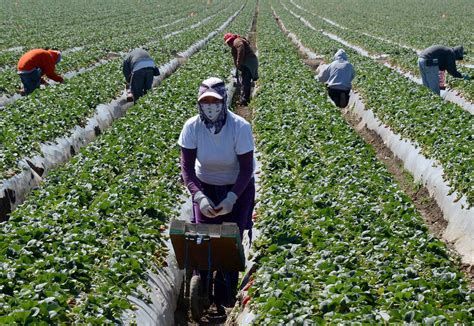 activists demand a bill of rights for california farm workers the salt npr