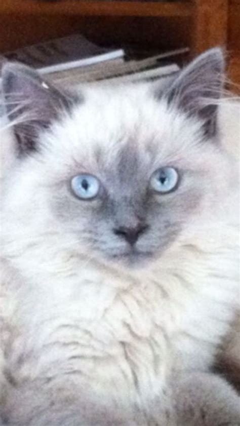 My Blue Point Himalayan Kitten Named Blue Himalayan Kitten Himalayan