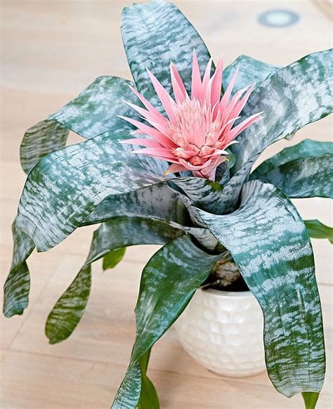 29 Most Beautiful Houseplants You Never Knew About Balcony Garden Web