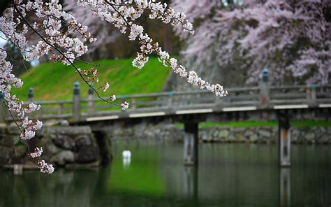 Japan Nature Garden Bridges Blossoms Wallpapers Hd Desktop And