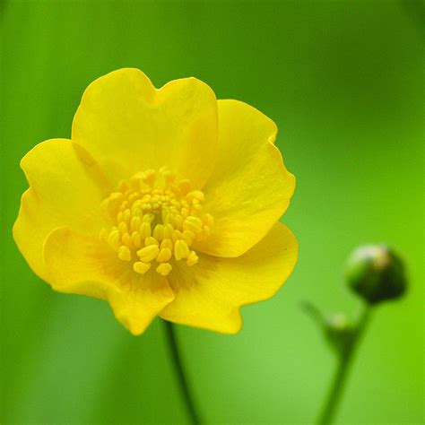 Buttercup Yorkshire Flower Essences