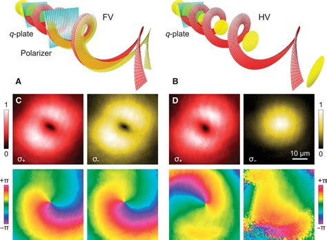 Vortex And Half Vortex Dynamics In A Nonlinear Spinor Quantum Fluid