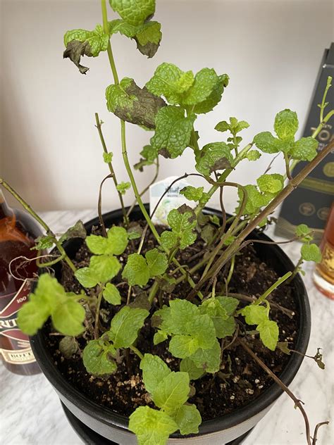 Help Why Are My Mint Leaves Turning Brown And Crunchy Recently Potted