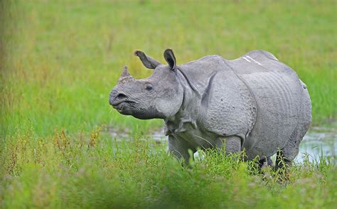 Greater One Horned Rhino Population Increases In Nepal Zoo News