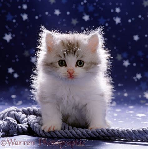 40 Wallpaper White Cutest Kitten Furry Kittens