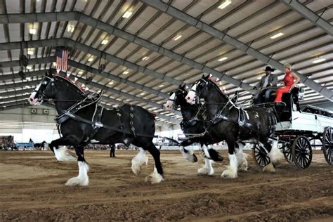 Ocala Horse Shows And Events Ocala Marion County Florida