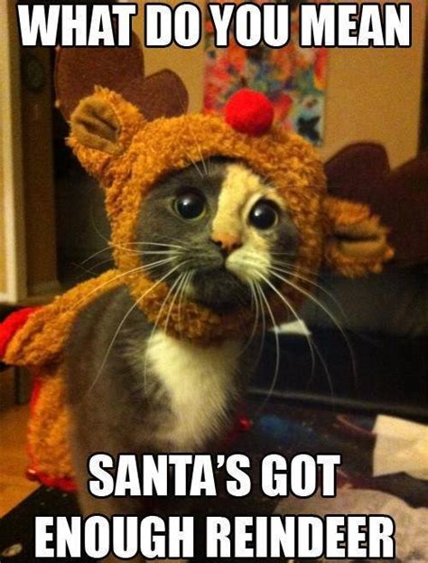 15 Funny Christmas Cats Photos Kitty Bloger