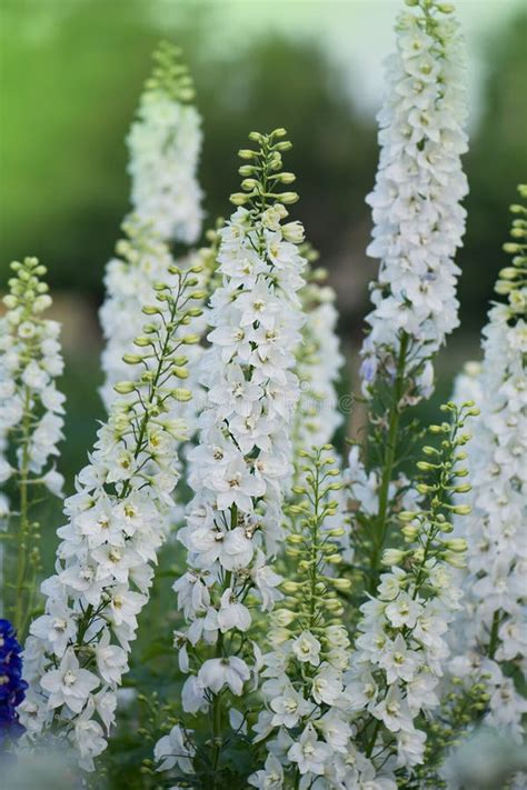 Delphinium Flowers Plant With Green Leaves In The Garden Stock Photo