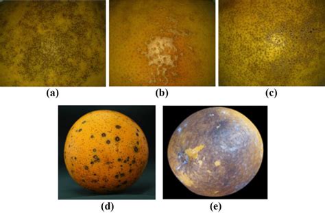 Fungal Pre Harvest Diseases Of Citrus Fruit A Greasy Spot B Scab C