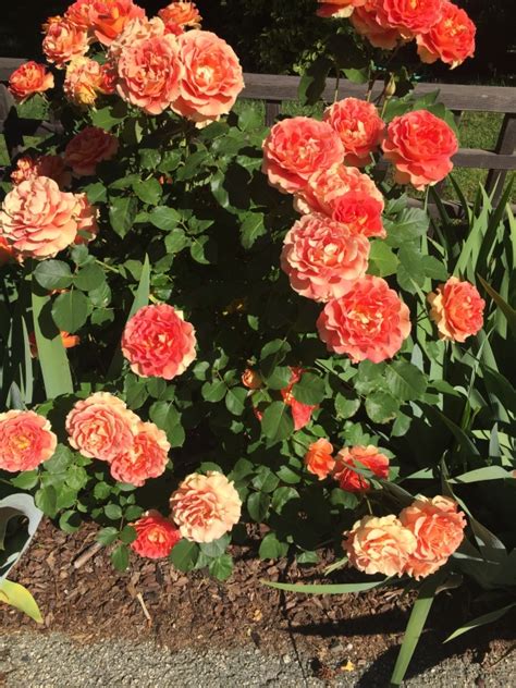Our garden experts are here to help! Home front: nursery consolidating; new rose bouquets ...
