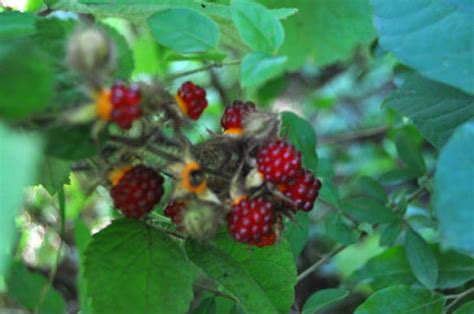 Harvesting Wineberries In The Forest › Double Brook Farm