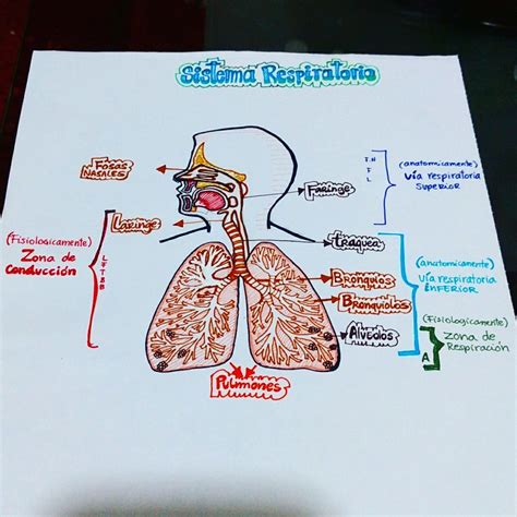 Mapa Mental Del Sistema Respiratorio Con Dibujos Tesmapa