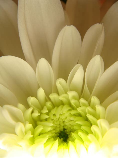 Close Up Photo Of White Cluster Flower Chrysanthemum Hd Wallpaper