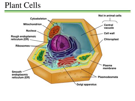 Ppt Plant Cells Powerpoint Presentation Free Download Id2349840