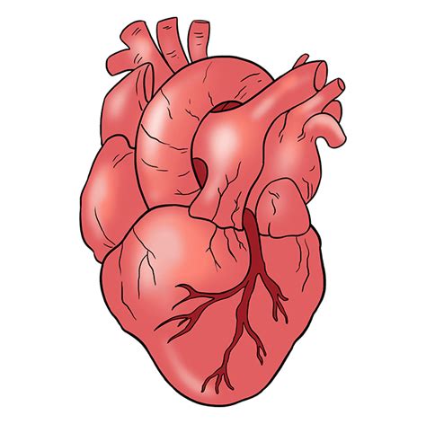 How To Draw A Human Heart Really Easy Drawing Tutorial Heart Drawing How To Draw A Human