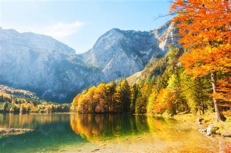 Colorful Autumn Trees On The Shore Of Lake In Alps Austria Stock