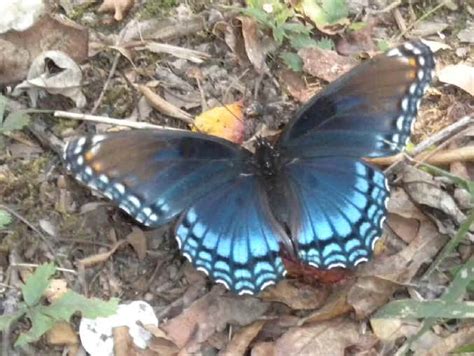 List Of Butterflies Of Eastern North America Compiled By Armas Hill