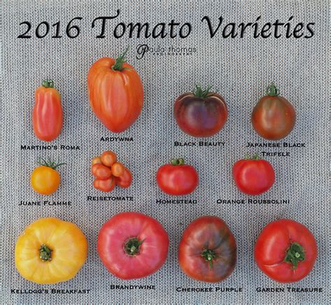 Tomato And Pepper Varieties 2017 Gapeys Grub