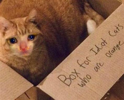 The Purrfect Crying Cat Meme—schmuserkadser
