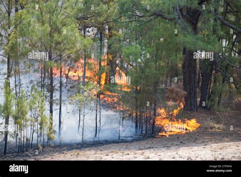 A Wlidfire Rages Through The Texas Loblolly Pines Around Bastrop Texas