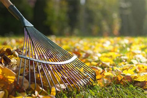 How To Care For Your Lawn In The Fall Trugreen