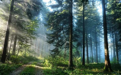 Trees Way Rays Sun Viewes Forest Nice Wallpapers 2560x1600