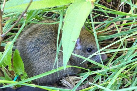 My dog once found a dead rat along the path where i normally walk her, she immediatly leapt upon it i'm going to do him in at the vets tomorrow. Halloween Garden of the Dead + Mummy's Quick Dinner ...