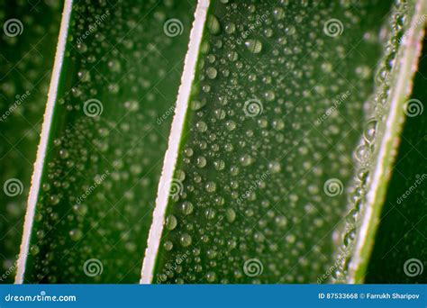 Beautiful Green Tropic Palm Leaf With Drops Of Water Stock Photo