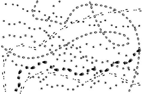 2000 Huellas De Conejo Ilustraciones De Stock Gráficos Vectoriales